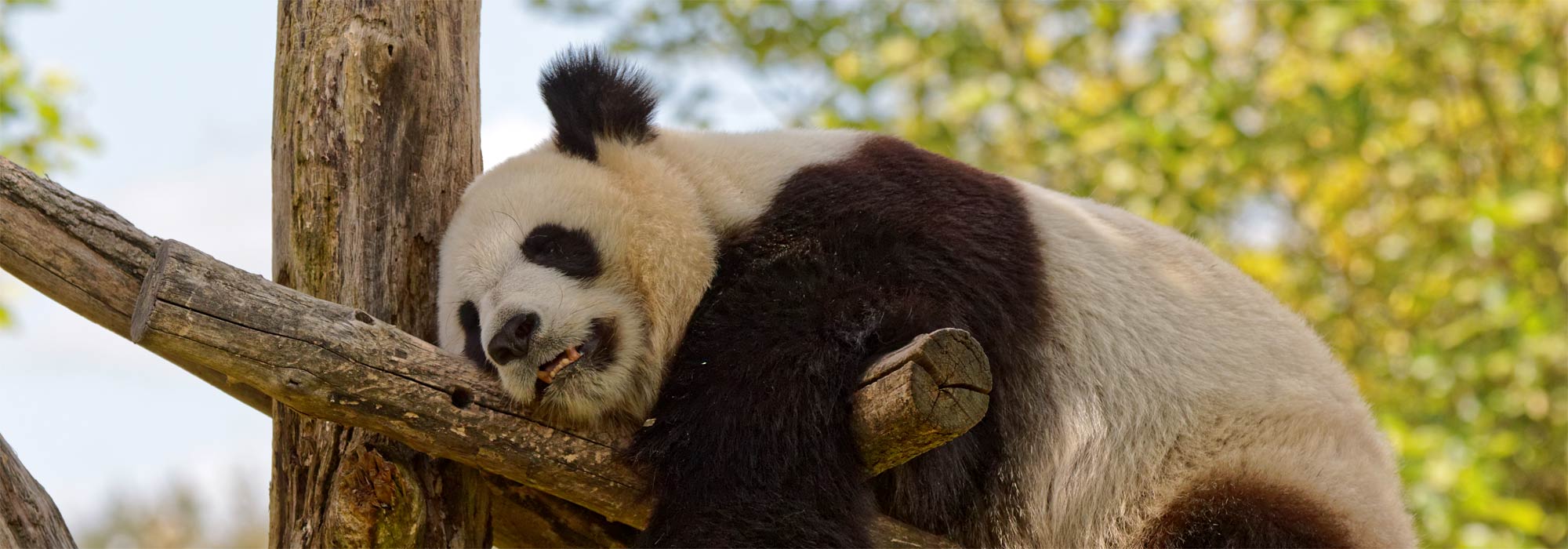 Panda du zoo de Beauval
